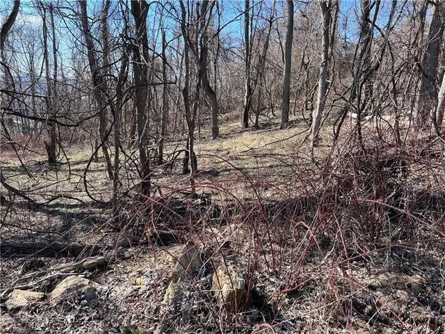 a view of a yard covered with trees