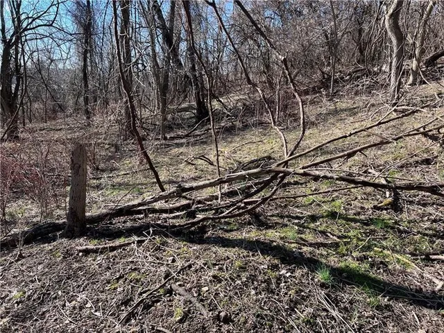 a view of a yard with lots of trees