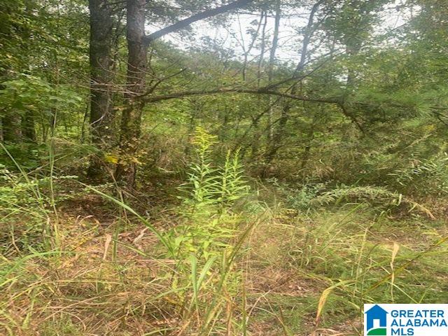 0 Jones Road Alpine, AL 35014 - Photo 1 of 7