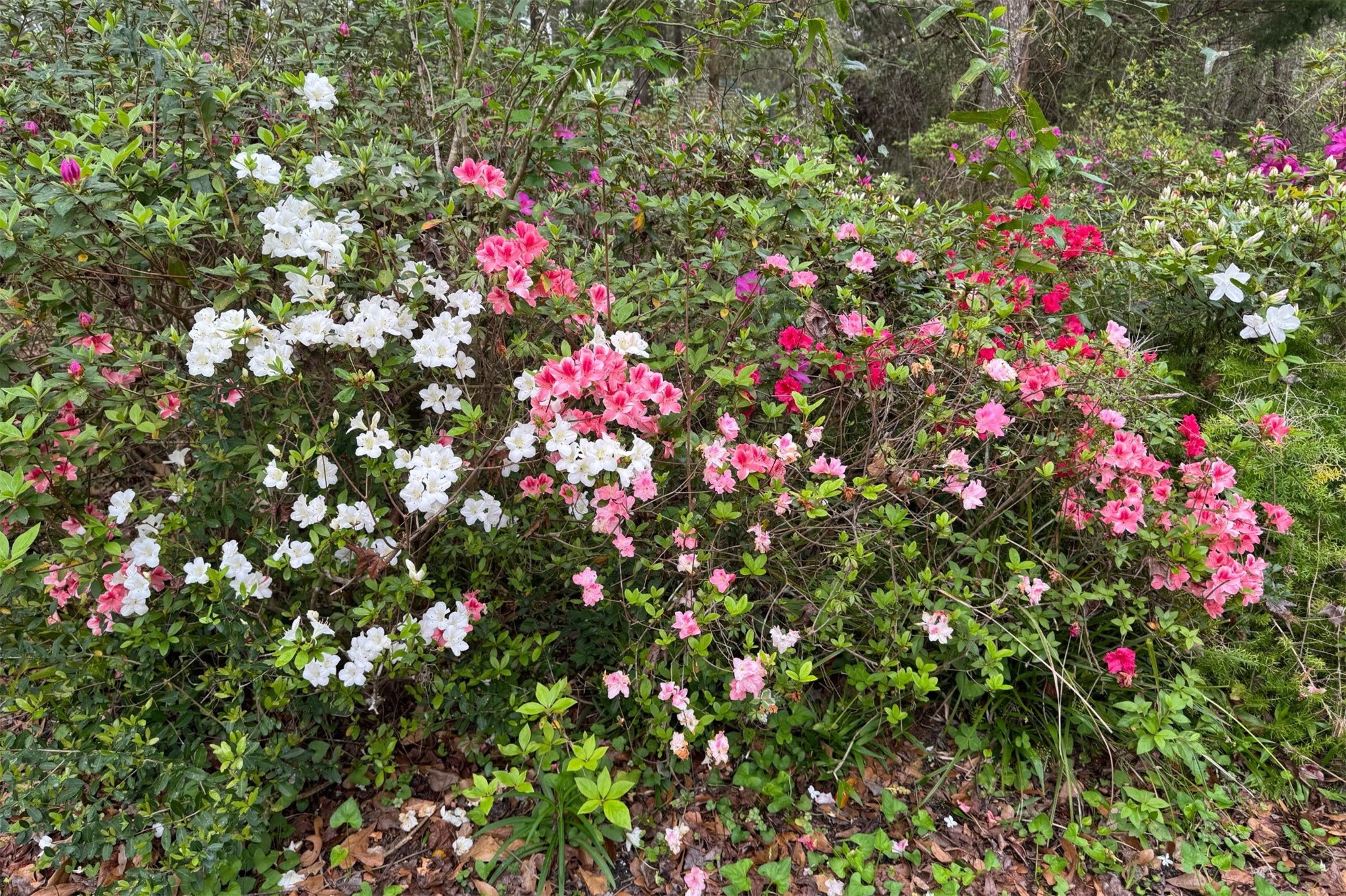 86341 Meadowfield Bluffs Road Yulee, FL 32097 - Photo 39 of 68 Thoughtfully cultivated over time, the grounds attract songbirds and butterflies ...