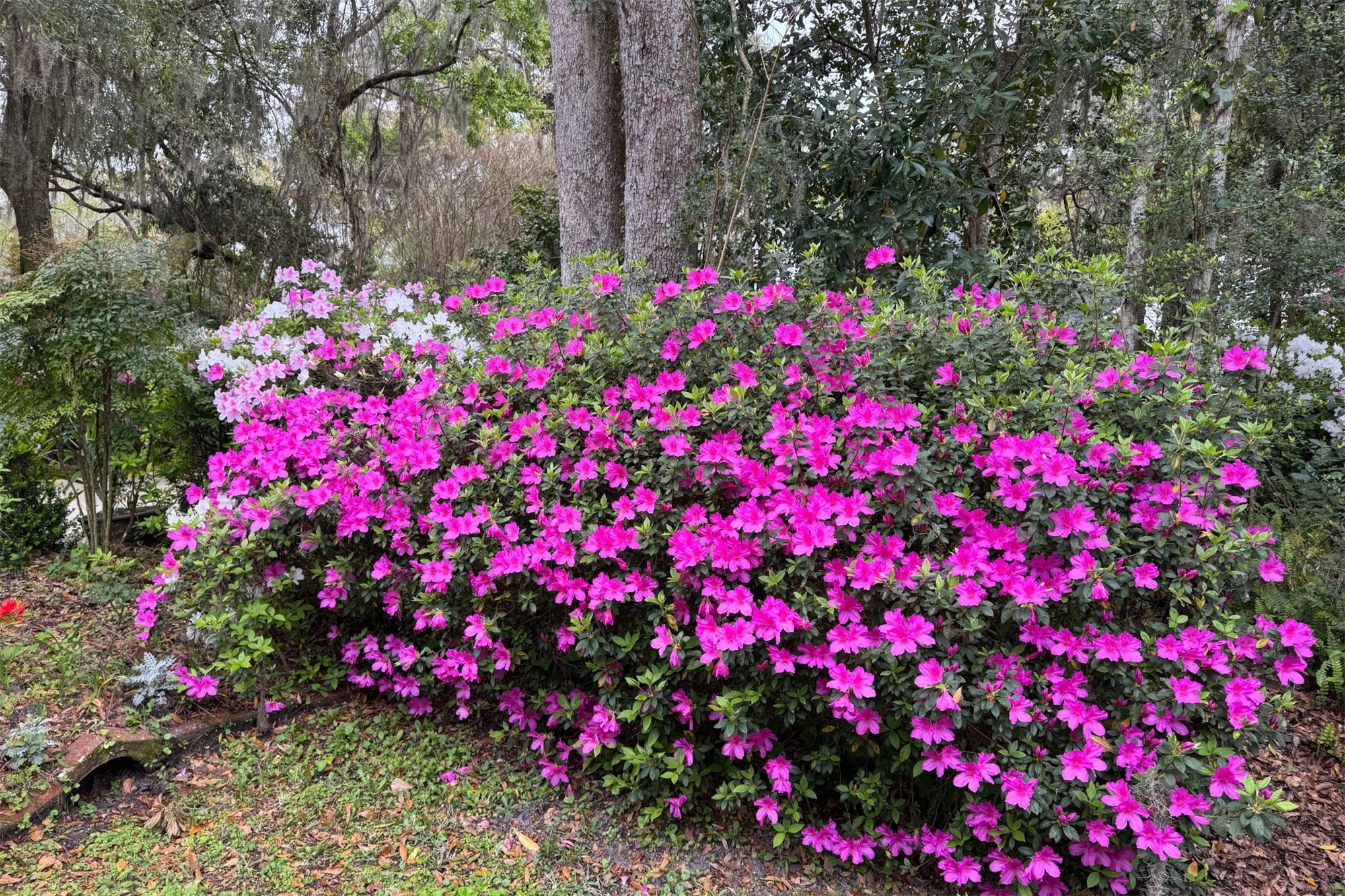 86341 Meadowfield Bluffs Road Yulee, FL 32097 - Photo 41 of 68 This is the kind of garden that takes decades, and significant investment, to establish ...
