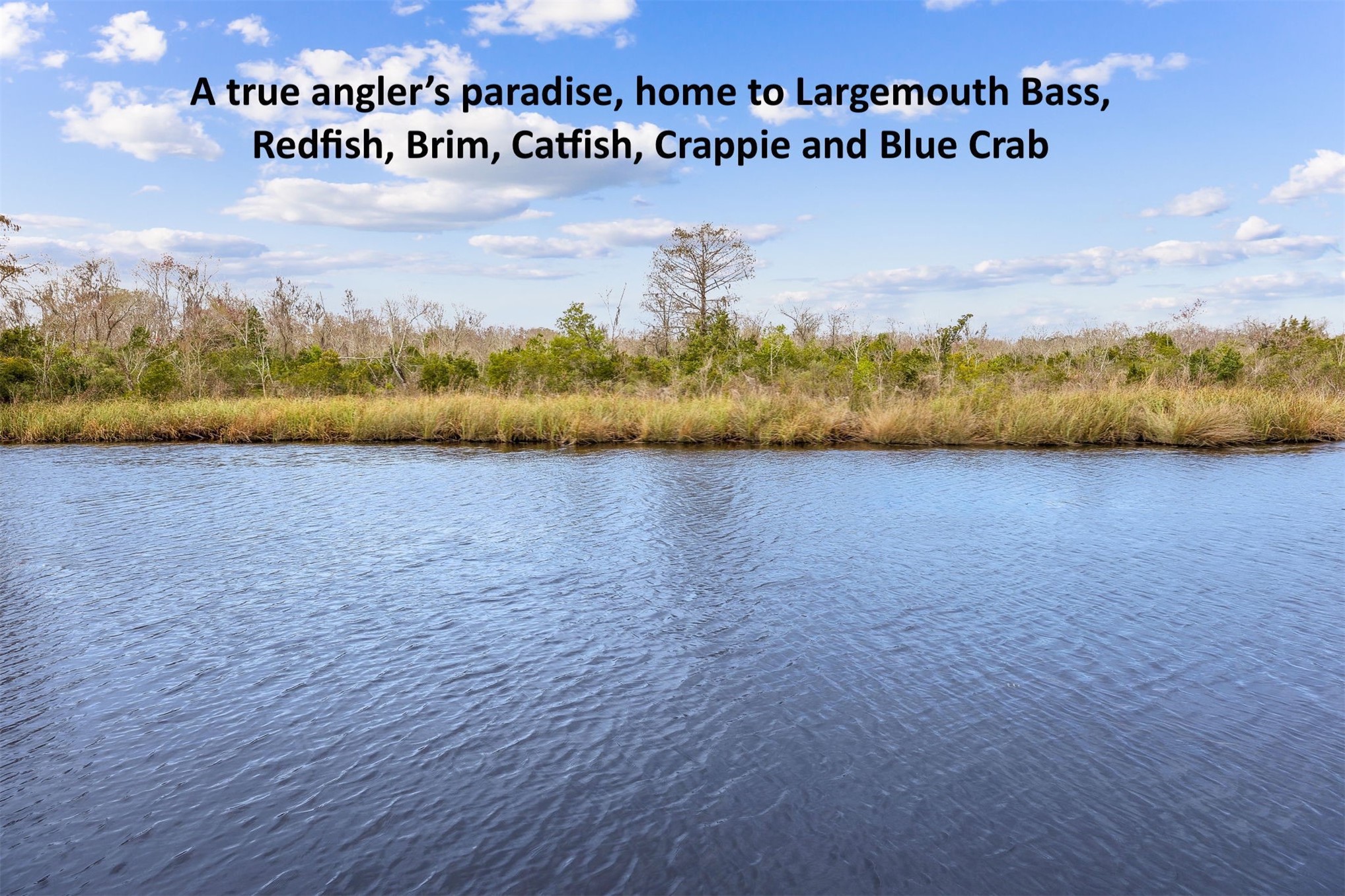 86341 Meadowfield Bluffs Road Yulee, FL 32097 - Photo 56 of 68 ... as is the fishing.