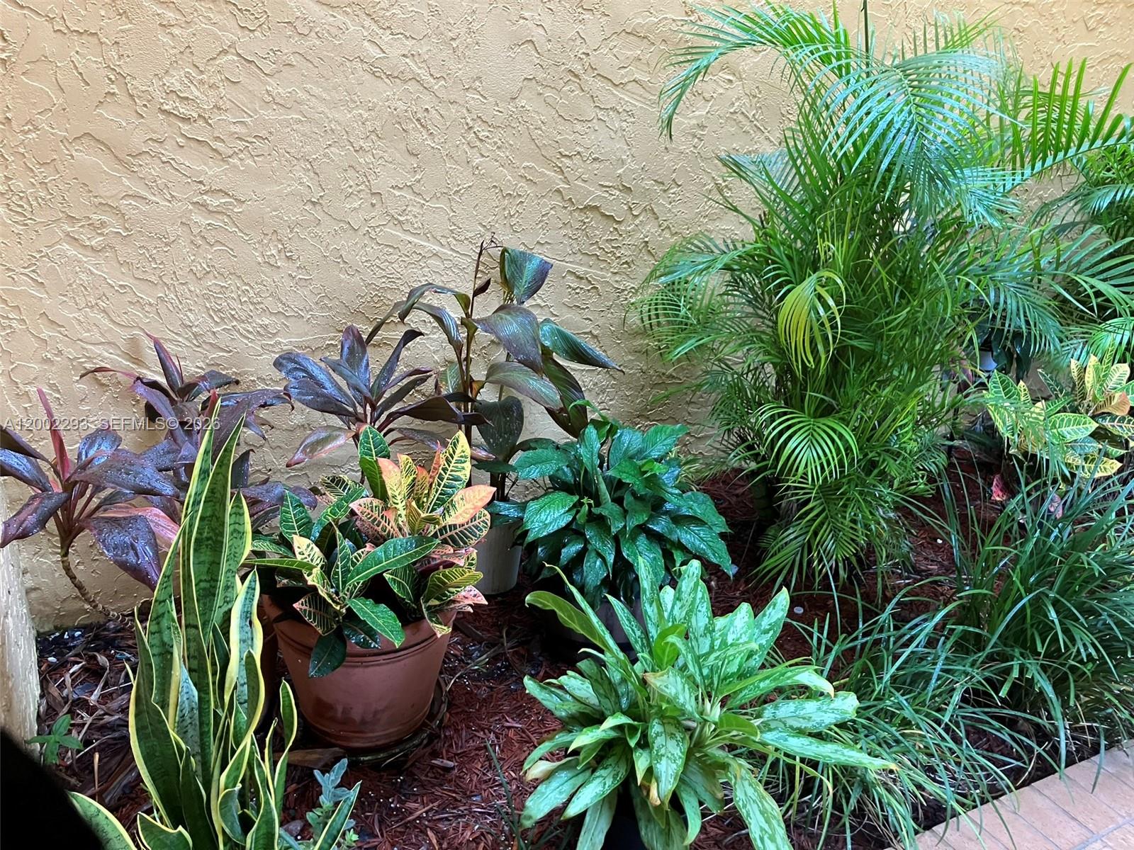 9311 Southwest 4th Street, Unit 104B Miami, FL 33174 - Photo 14 of 21 a plant with a plant in a garden