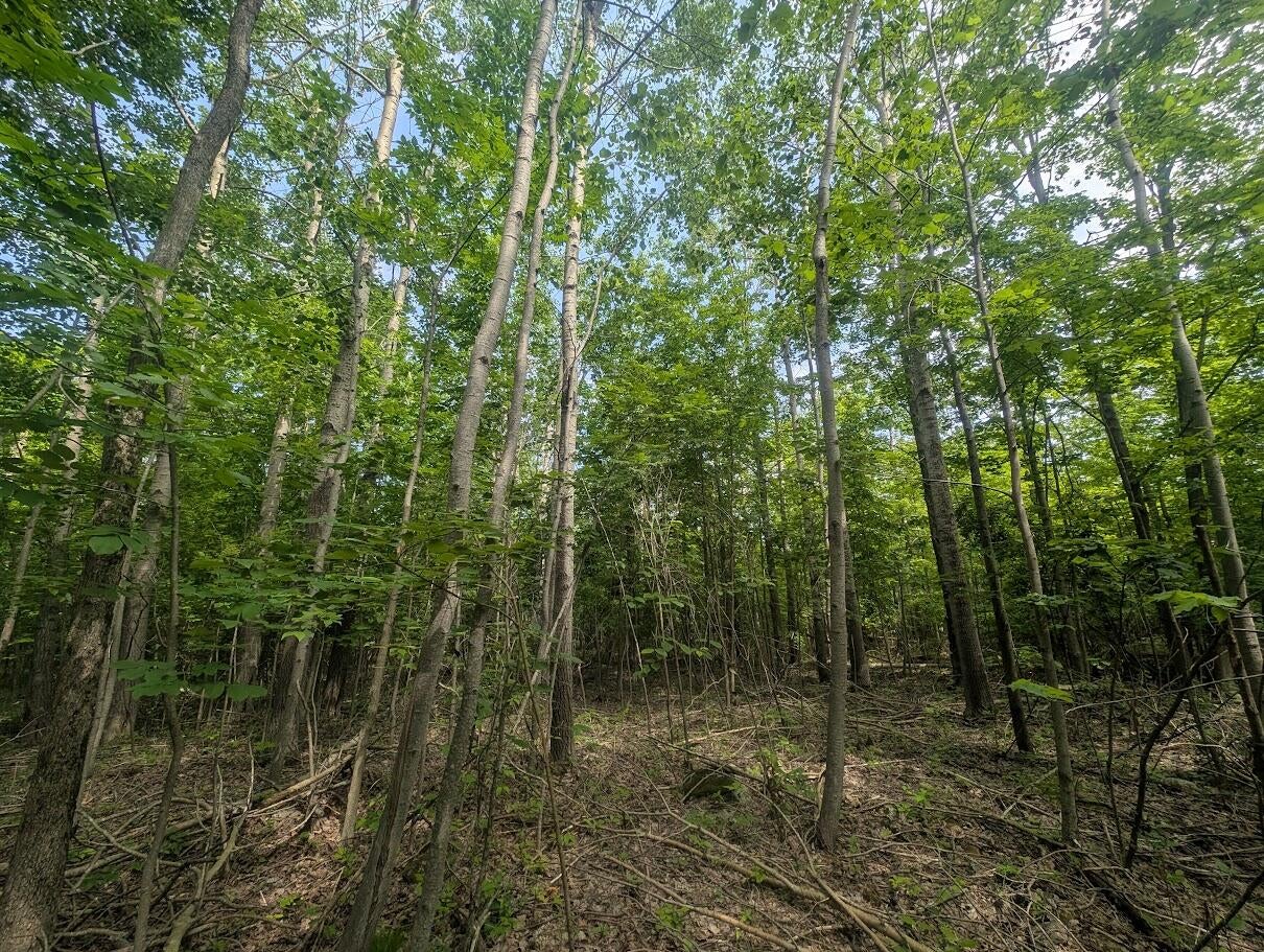 West Long Lake Road Alpena, MI 49707 - Photo 7 of 17 PXL_20250709_155036760