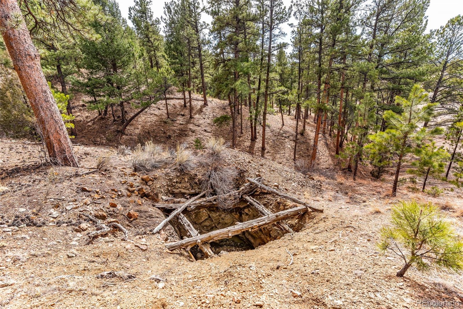 380 Buck Ridge Canon City, CO 81212 - Photo 18 of 28 a view of a yard with plants and trees