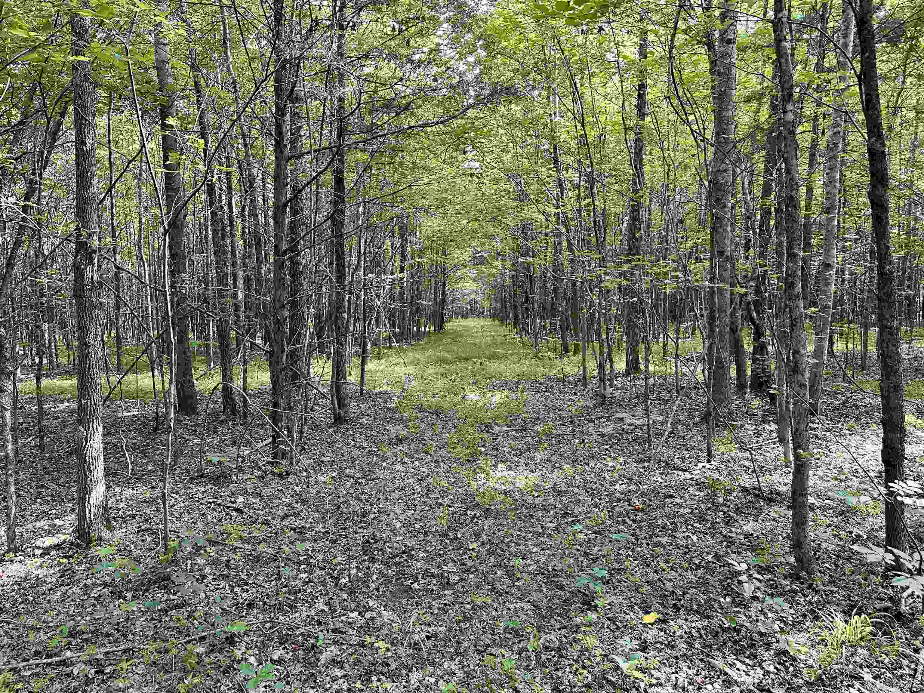1465 Bobbitt Road Williston, TN 38076 - Photo 13 of 16 a view of a forest with trees