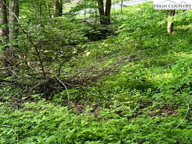 a view of a lush green forest