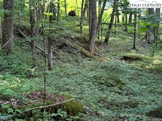 a view of a forest