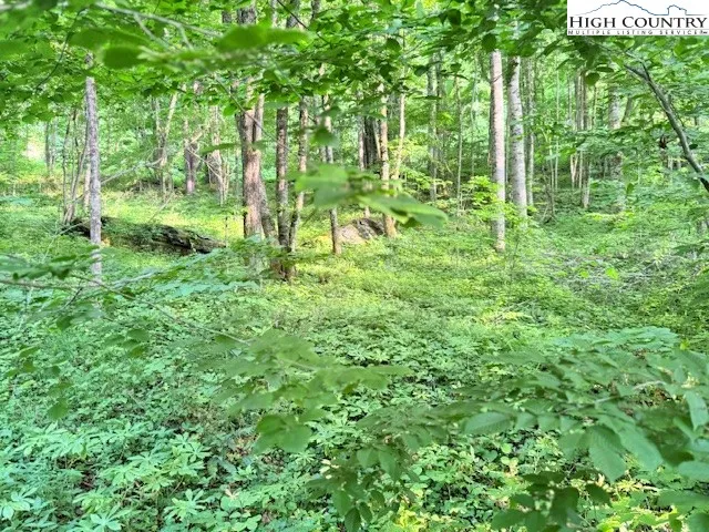a view of a garden with plants