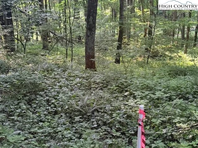 a close up of a plant in a garden