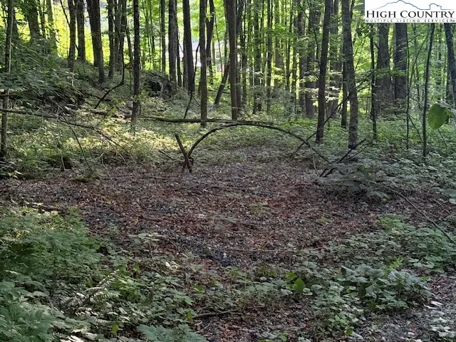 a view of trees and bushes