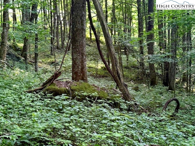 5 Oak Trail Creston, NC 28615 - Photo 9 of 21 a picture of trees