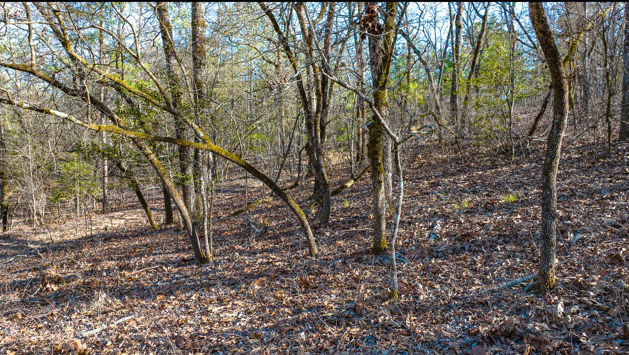 Lot 14 Bluffwood Road Wagener, SC 29164 - Photo 9 of 10 IMG_3850