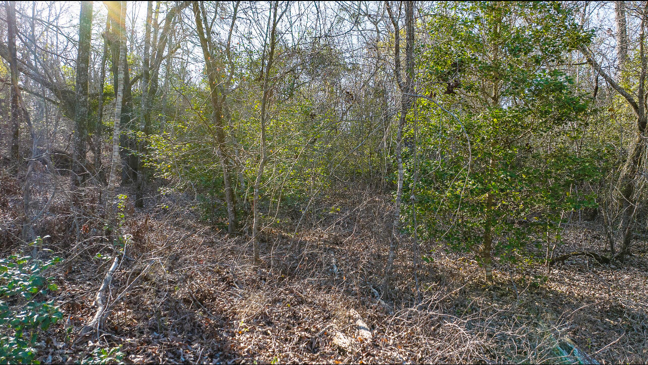 Lot 14 Bluffwood Road Wagener, SC 29164 - Photo 10 of 10 IMG_3849