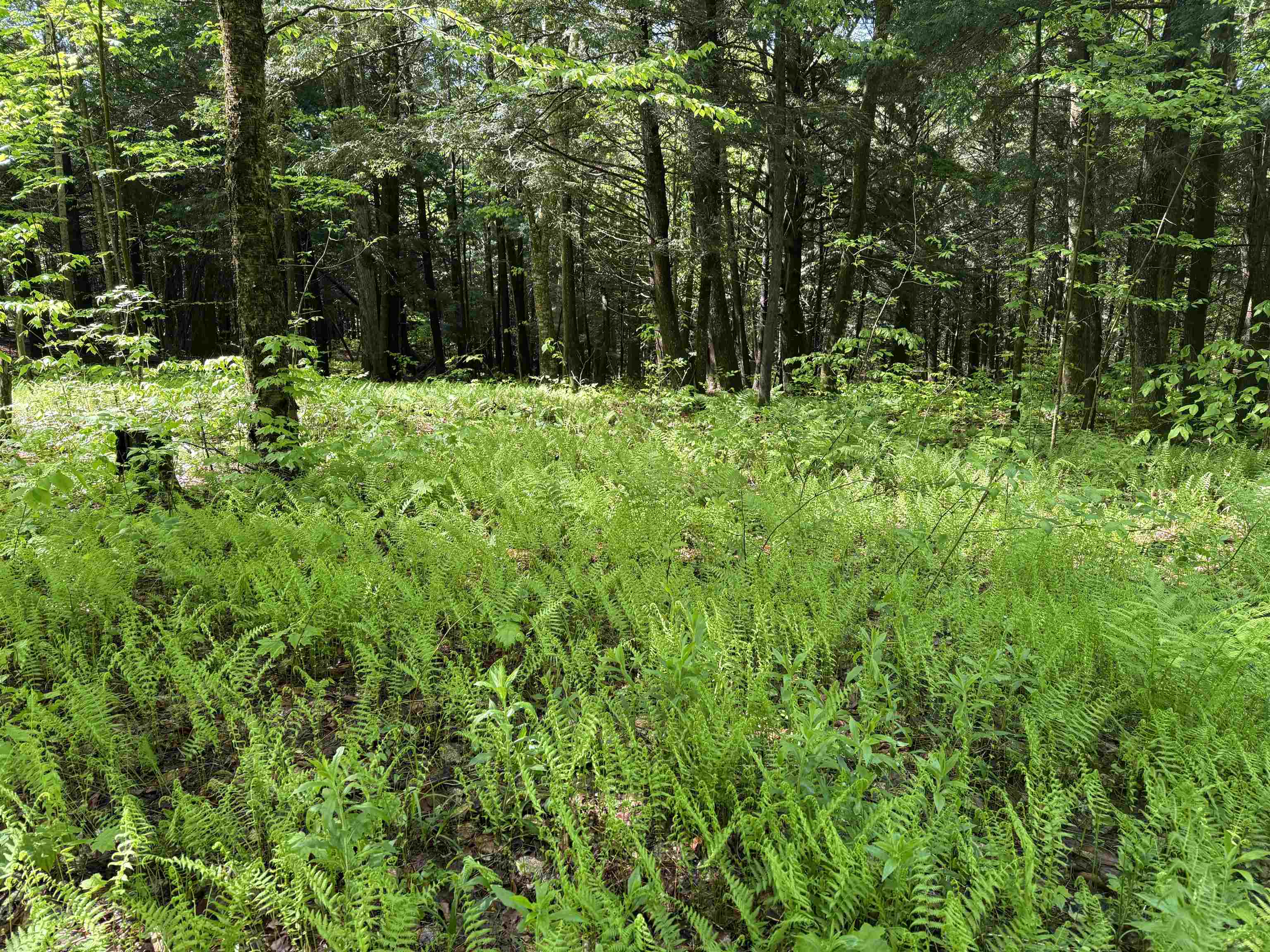 Tbd Plot Road Johnson, VT 05656 - Photo 3 of 24