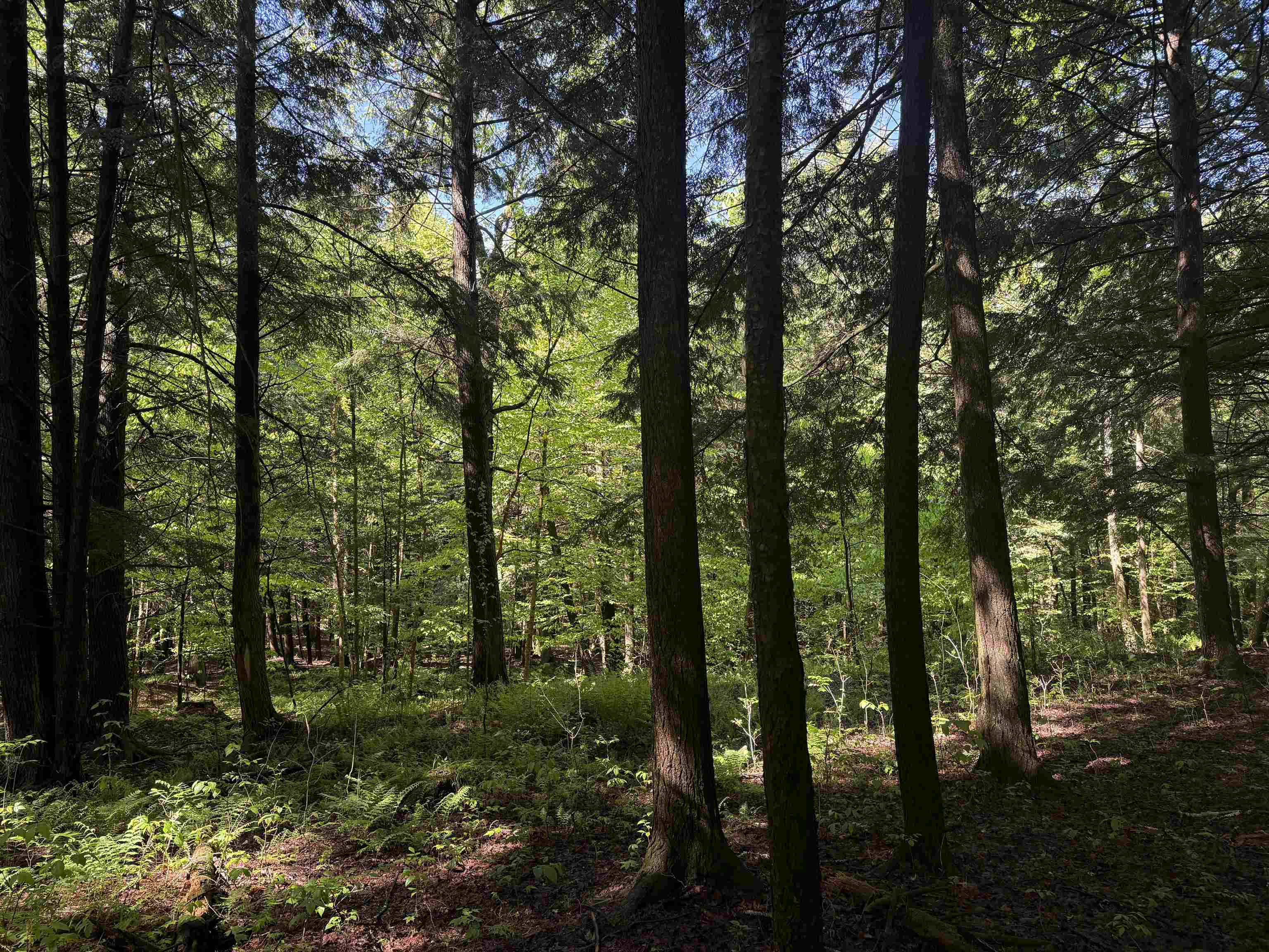 Tbd Plot Road Johnson, VT 05656 - Photo 6 of 24