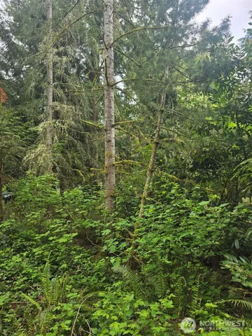 a view of a lush green forest