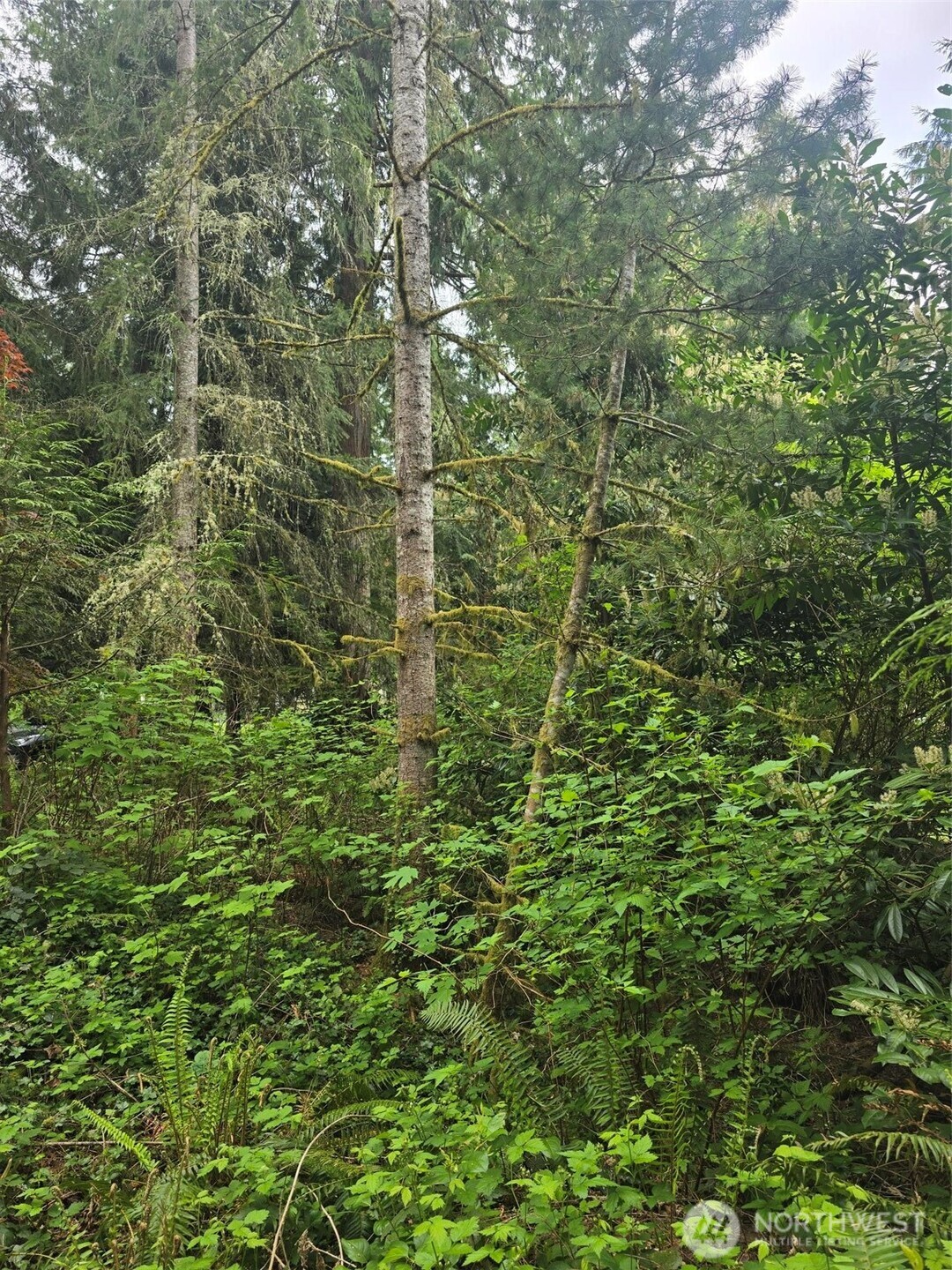 41 East Isabella Court Belfair, WA 98528 - Photo 1 of 1 a view of a lush green forest