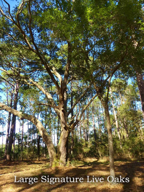 1-db Cotton Bay Road Edisto Island, SC 29438 - Photo 2 of 30 2-ad pic 2