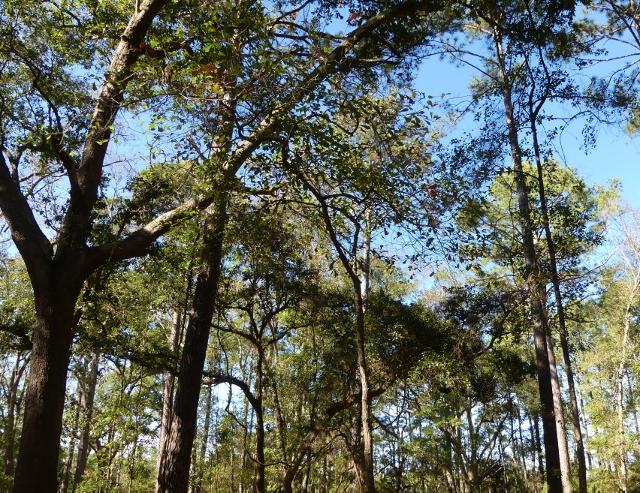1-db Cotton Bay Road Edisto Island, SC 29438 - Photo 11 of 30 12