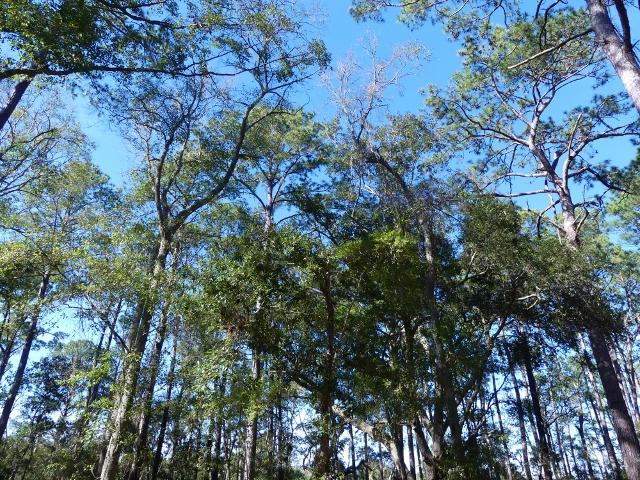 1-db Cotton Bay Road Edisto Island, SC 29438 - Photo 12 of 30 13