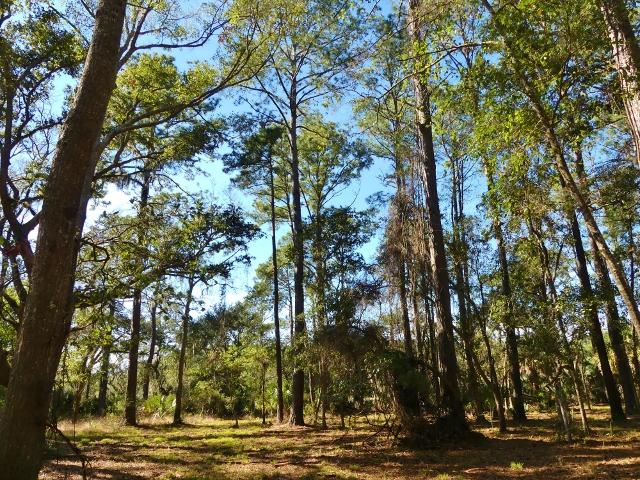 1-db Cotton Bay Road Edisto Island, SC 29438 - Photo 13 of 30 14