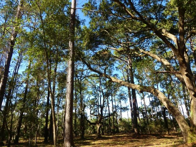 1-db Cotton Bay Road Edisto Island, SC 29438 - Photo 14 of 30 15