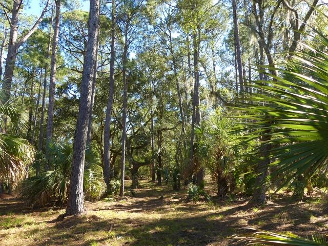 1-db Cotton Bay Road Edisto Island, SC 29438 - Photo 15 of 30 16