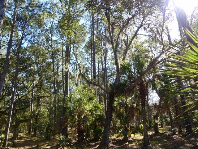 1-db Cotton Bay Road Edisto Island, SC 29438 - Photo 17 of 30 18