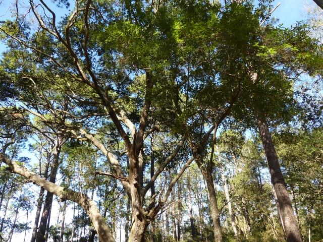1-db Cotton Bay Road Edisto Island, SC 29438 - Photo 5 of 30 5