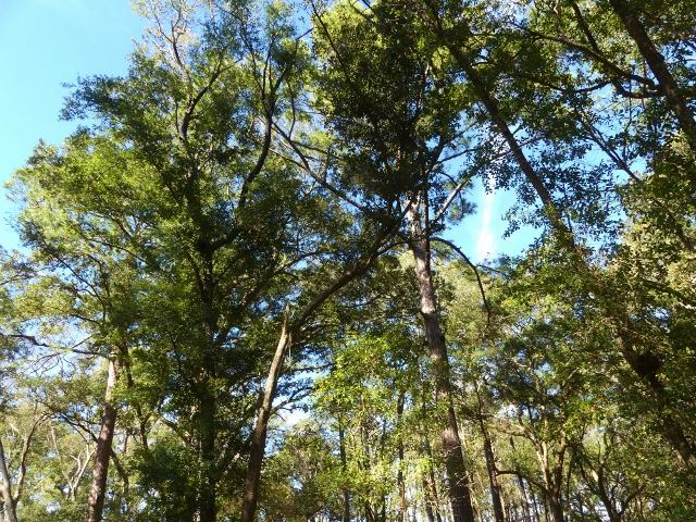 1-db Cotton Bay Road Edisto Island, SC 29438 - Photo 6 of 30 6