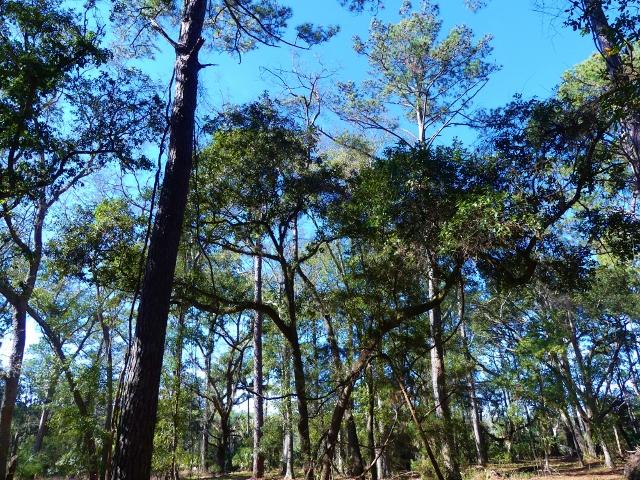 1-db Cotton Bay Road Edisto Island, SC 29438 - Photo 7 of 30 7