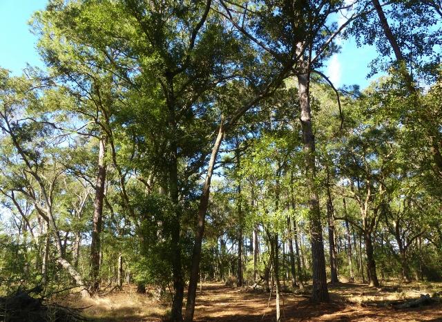 1-db Cotton Bay Road Edisto Island, SC 29438 - Photo 10 of 30 11
