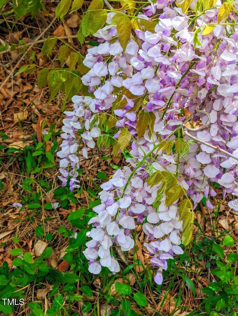155 Esnon Road Chase City, VA 23924 - Photo 33 of 35 a picture of flowers