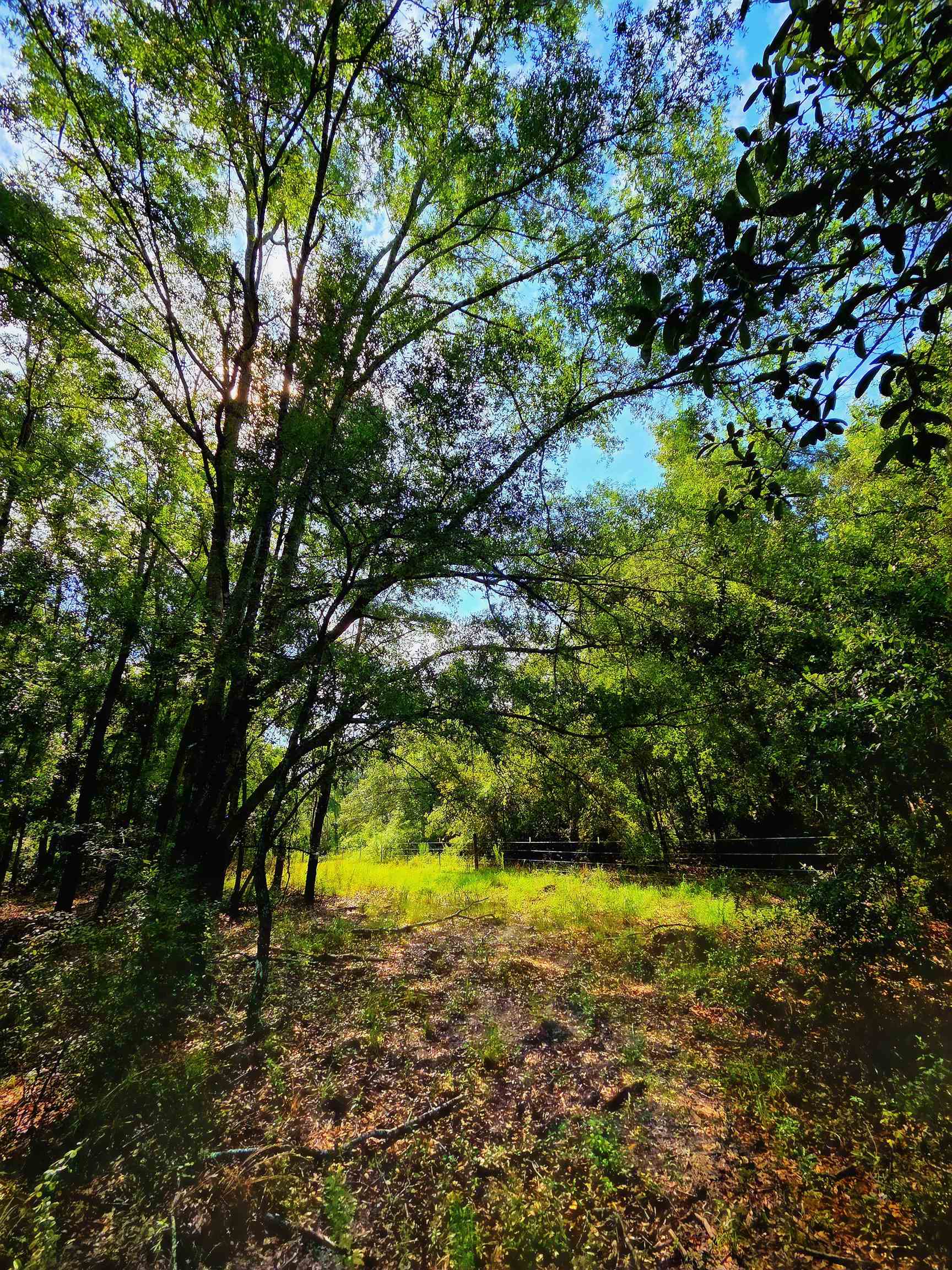 1-acre Northeast Hickory Grove Road Pinetta, FL 32350 - Photo 35 of 44 Gallery Image 35