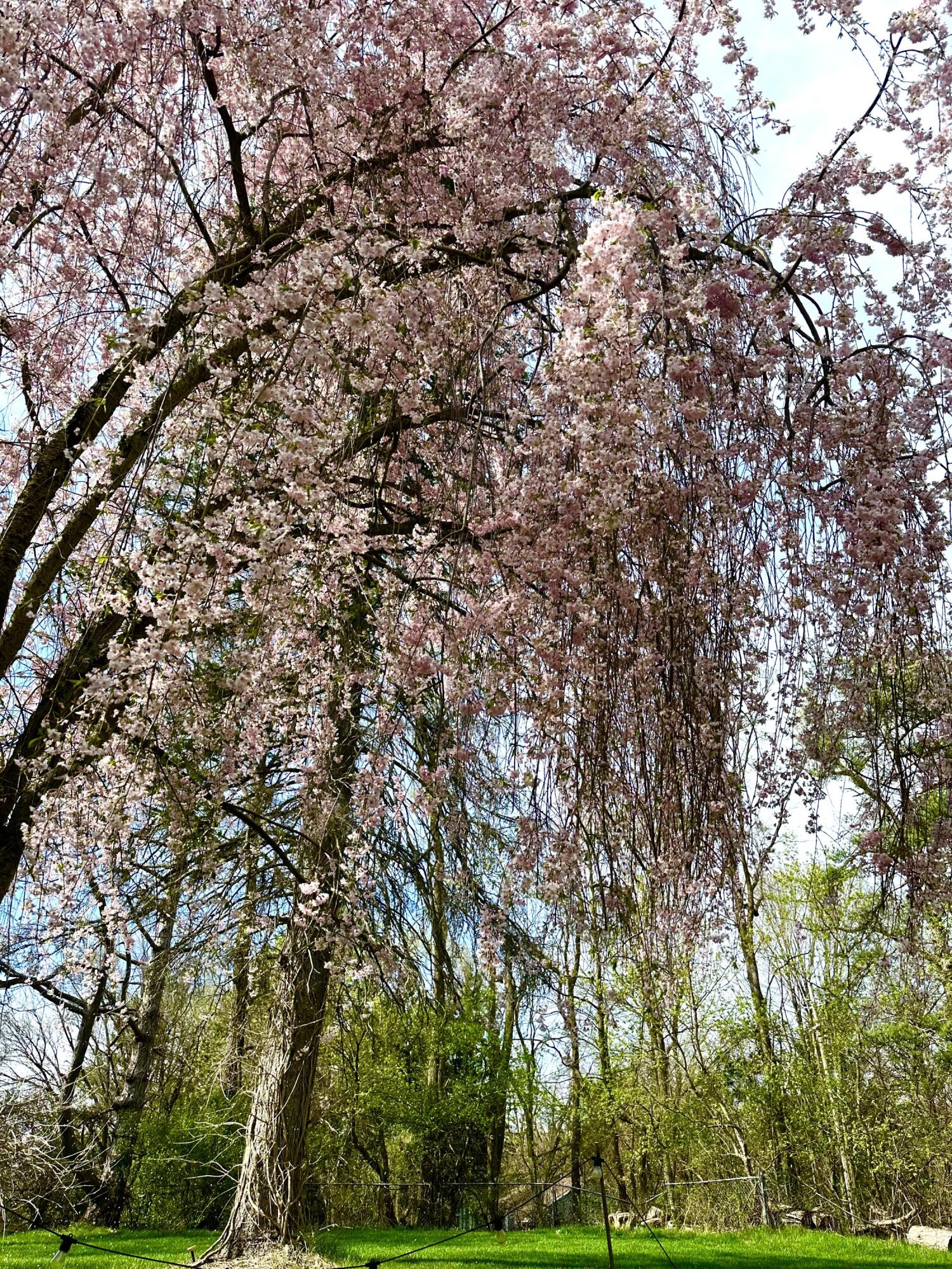 18315 Cavanaugh Lake Road Chelsea, MI 48118 - Photo 5 of 22 5