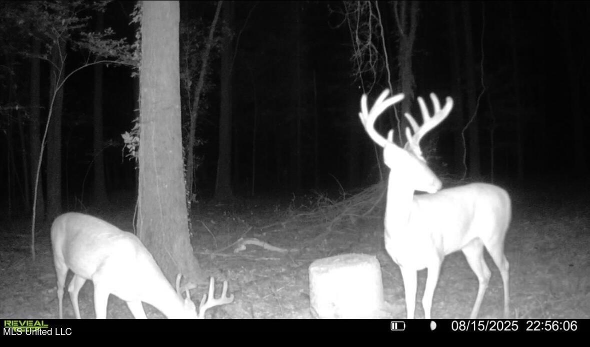 533 County Road Sidon, MS 38954 - Photo 20 of 67 IMG_3934