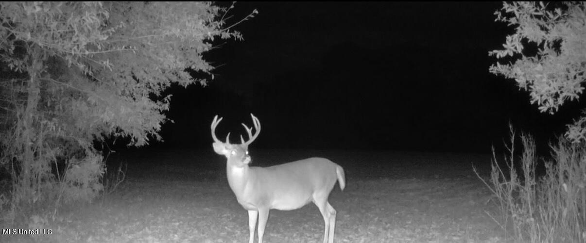 533 County Road Sidon, MS 38954 - Photo 50 of 67 IMG_0524