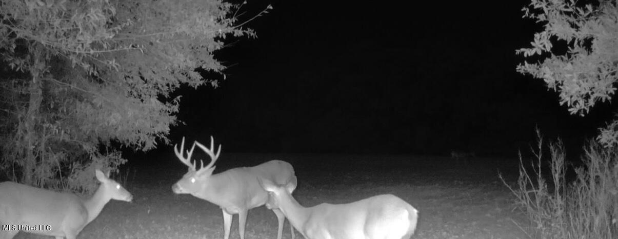 533 County Road Sidon, MS 38954 - Photo 51 of 67 IMG_0525