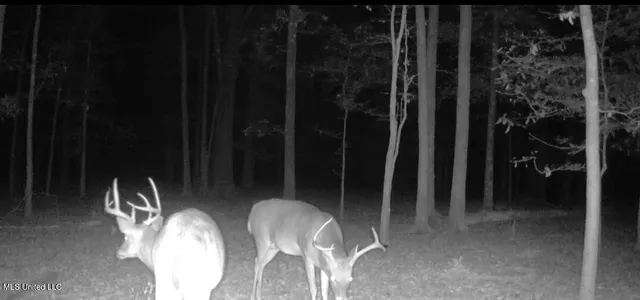 $6,900,000 | 533 County Road, Sidon, MS 38954