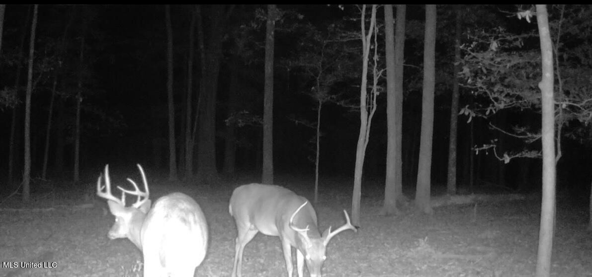 533 County Road Sidon, MS 38954 - Photo 55 of 67 IMG_0529