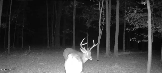 $6,900,000 | 533 County Road, Sidon, MS 38954