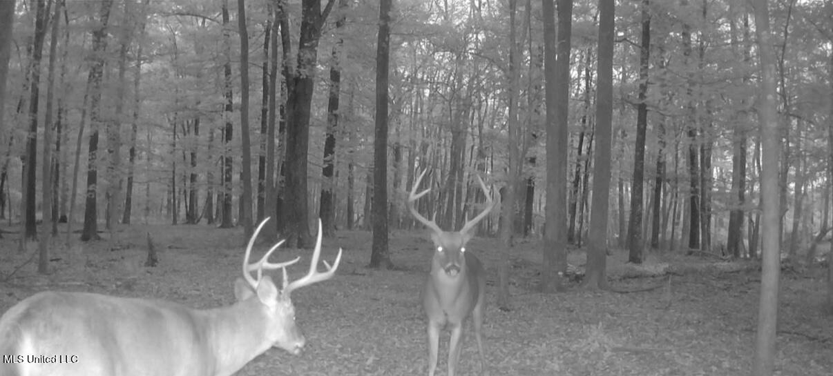 533 County Road Sidon, MS 38954 - Photo 58 of 67 IMG_0538