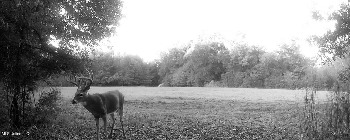 533 County Road Sidon, MS 38954 - Photo 59 of 67 IMG_0556