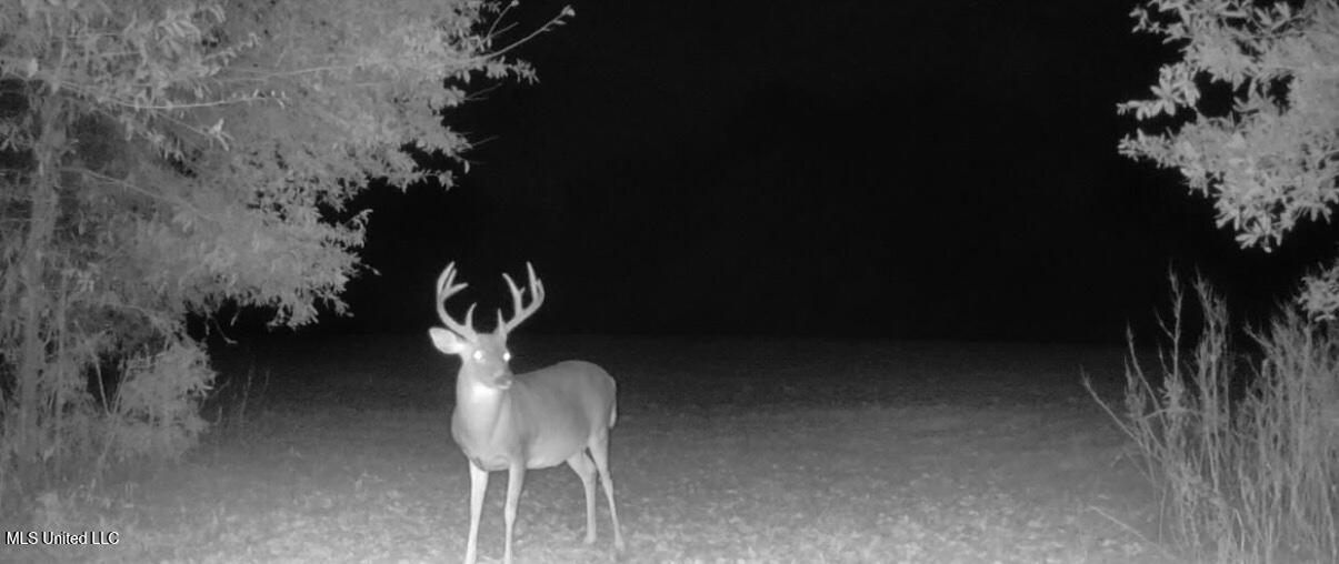 533 County Road Sidon, MS 38954 - Photo 61 of 67 IMG_0558