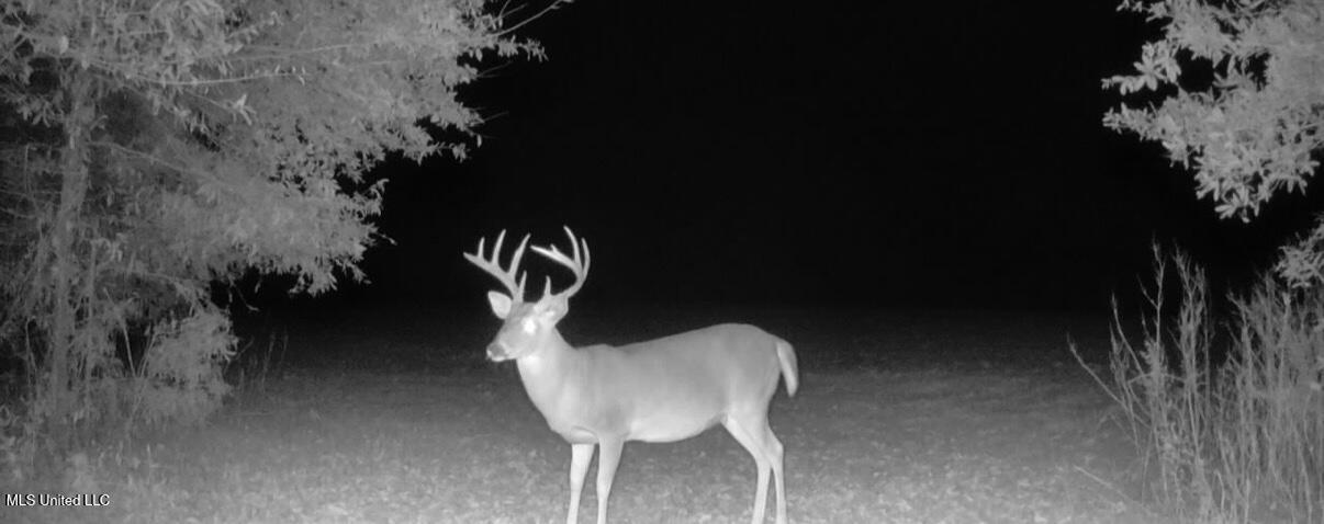 533 County Road Sidon, MS 38954 - Photo 62 of 67 IMG_0559