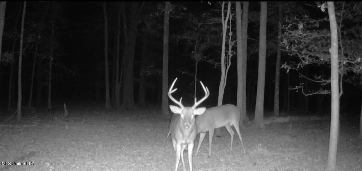 533 County Road Sidon, MS 38954 - Photo 63 of 67 IMG_0560