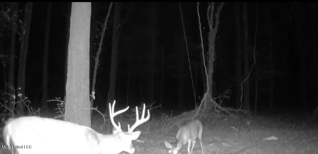 $6,900,000 | 533 County Road, Sidon, MS 38954