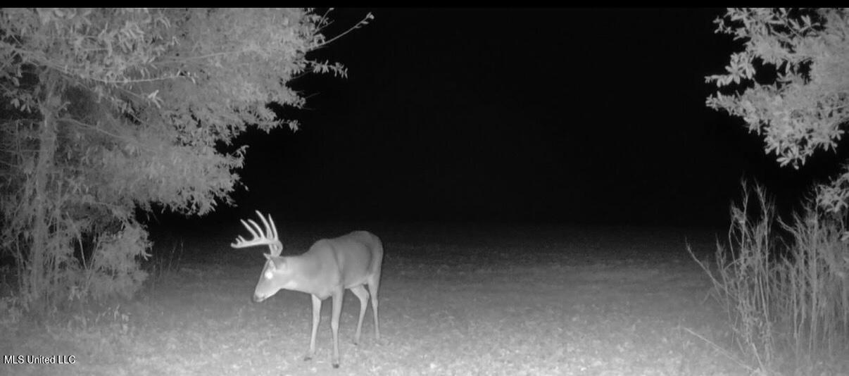 533 County Road Sidon, MS 38954 - Photo 65 of 67 IMG_0700