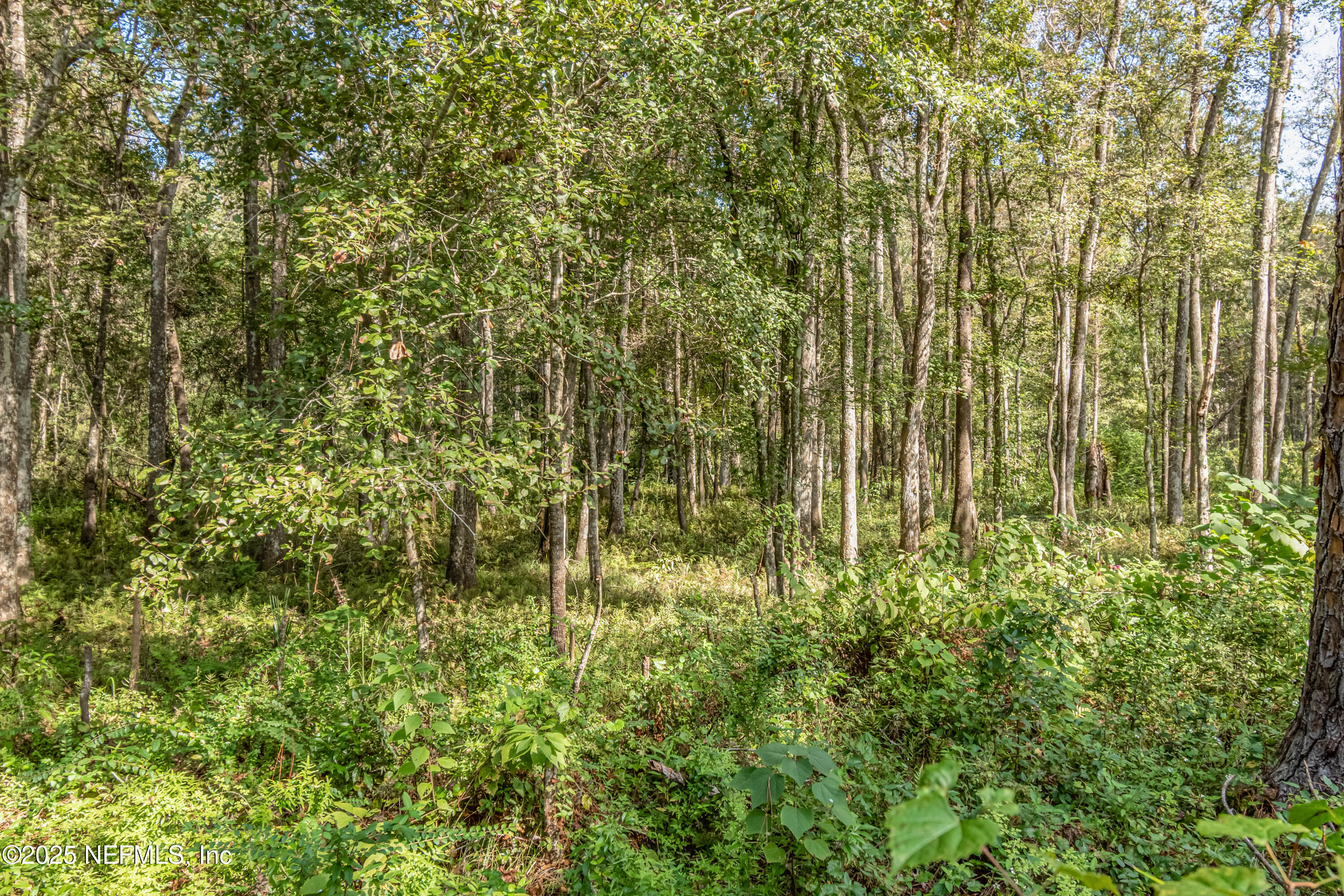 5577 Myrtle Road Macclenny, FL 32063 - Photo 52 of 58 a bunch of trees and bushes